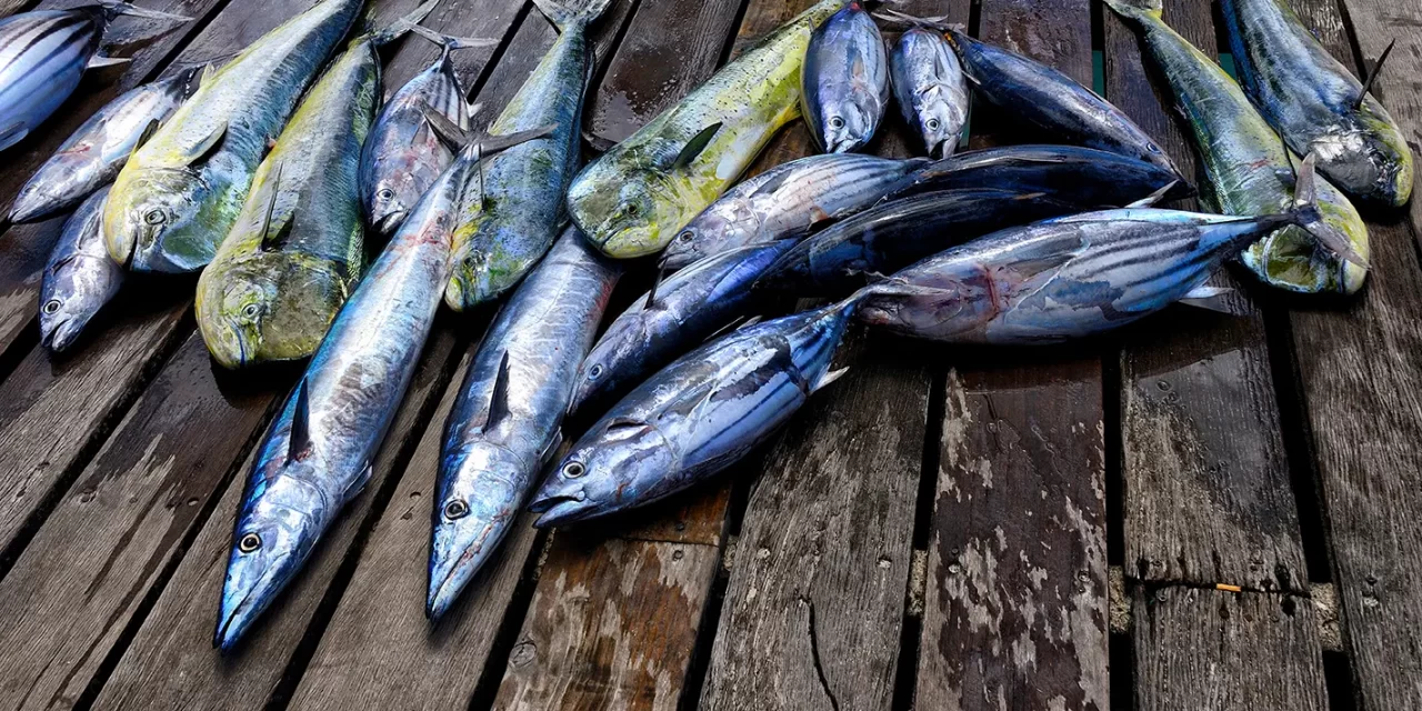 What’s Biting This Week Off Palm Beach – Mid-September Report