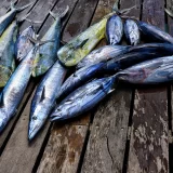 Wahoo-kingfish-palm-beach