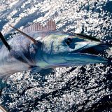 Florida sailfish fishing in winter season offshore Florida winter fishing 2026