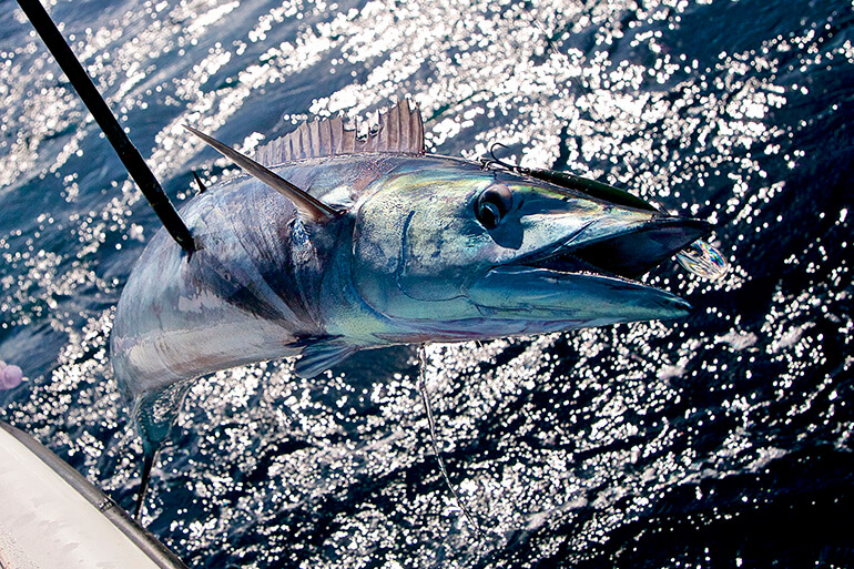 Florida Winter Fishing Report: Sailfish, Wahoo & Peak Offshore Action