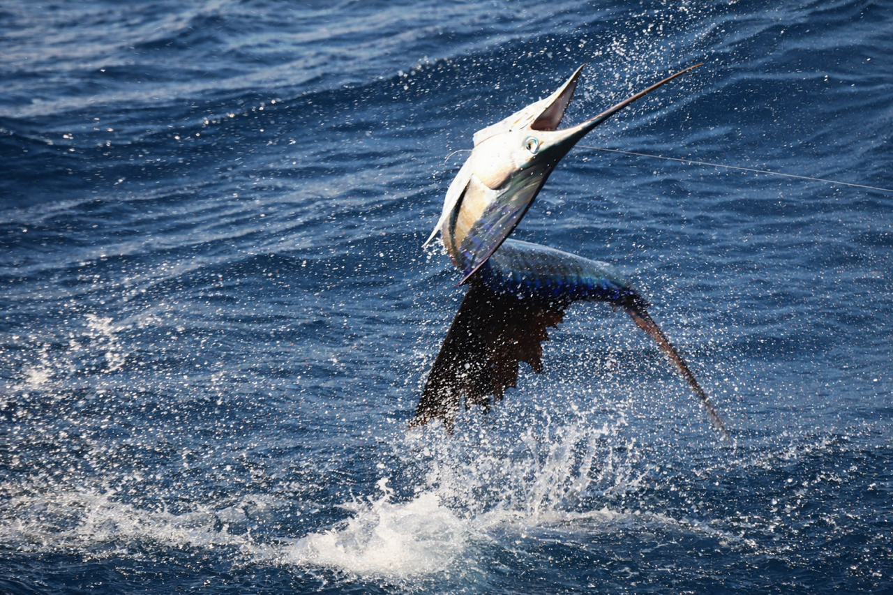 89C77FC9-40EA-47B4-BC05-63050F8DA790_1